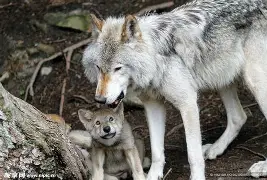 狼队战平对手，球员寻求更多积分