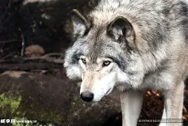 狼队战平对手，球员寻求更多积分